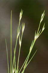 Juncus foliosus