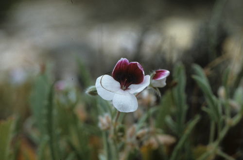 Image of Pelargonium tricolor by (c) Tom Lloyd Evans, some rights reserved (CC BY-SA)