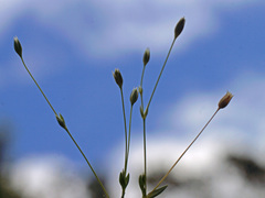 Moenchia erecta erecta