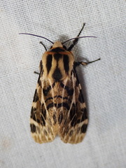 Hypercompe neurophylla