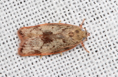 Euchaetis