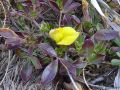 Listia heterophylla