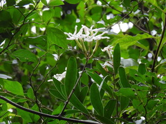 Anodendron benthamiana