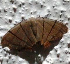 Orudiza protheclaria