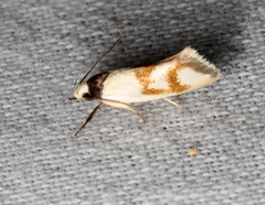 Antipterna trilicella
