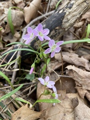 Claytonia virginica