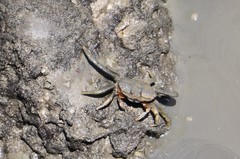 Macrophthalmus banzai