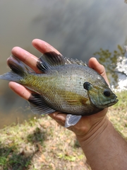 Lepomis macrochirus