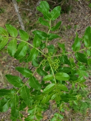 Zanthoxylum hirsutum