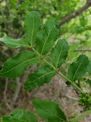 Zanthoxylum hirsutum
