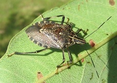 Erthesina acuminata