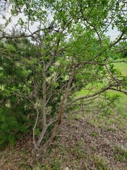 Zanthoxylum hirsutum