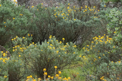 Adenocarpus hispanicus argyrophyllus