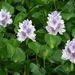 Common Water Hyacinth - Photo (c) Gustavo DurÃ¡n, some rights reserved (CC BY-NC-SA)