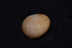 Nerita erythrostoma