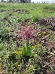 Allium schubertii