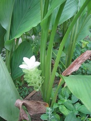 Curcuma longa