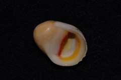 Nerita erythrostoma