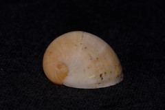 Nerita erythrostoma