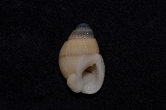 Nassarius albescens