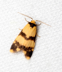 Thallarcha chrysochares