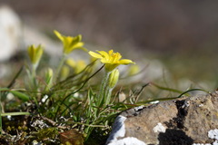 Gagea granatellii
