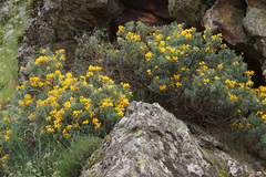 Adenocarpus hispanicus argyrophyllus