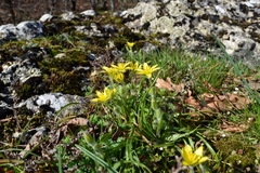Gagea granatellii