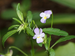 Viola kitaibeliana