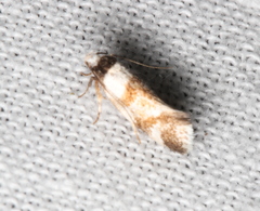 Isomoralla gephyrota