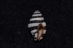 Engina zonalis