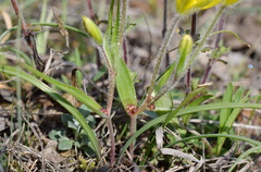 Gagea granatellii