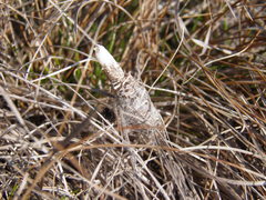 Phalacropterix praecellens