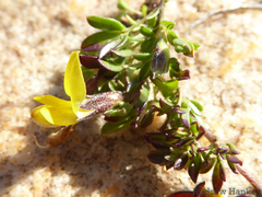 Listia heterophylla
