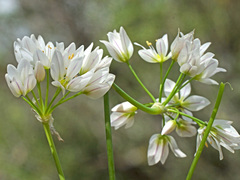 Allium massaessylum