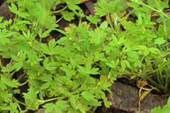 Ranunculus parviflorus