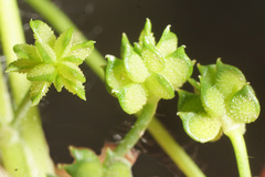 Ranunculus parviflorus