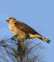 Rupornis magnirostris