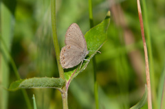 Coenonympha haydenii