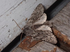 Brachionycha borealis