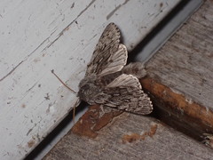 Brachionycha borealis