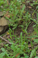 Calepina irregularis