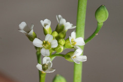 Calepina irregularis