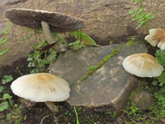 Psathyrella spadiceogrisea