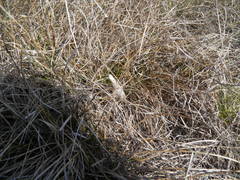 Phalacropterix praecellens