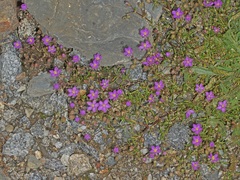 Spergularia purpurea