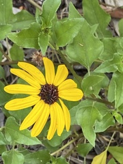 Helianthus debilis image