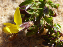 Listia heterophylla