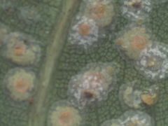 Aspidiotus destructor