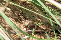 Ommexecha virens